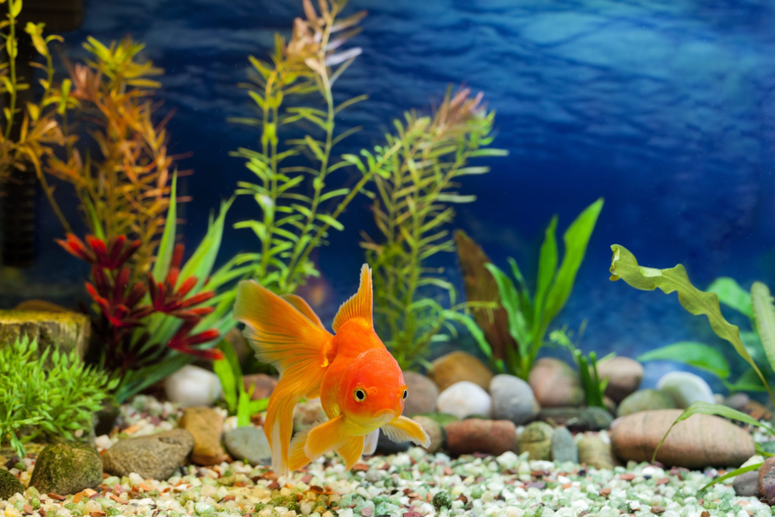Perfect pH, Precise Parameters: Proactive Practices for Prosperous, Peaceful Freshwater Aquariums