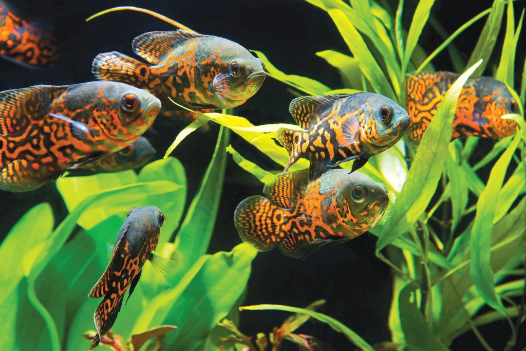 Perfect pH, Precise Parameters: Proactive Practices for Prosperous, Peaceful Freshwater Aquariums
